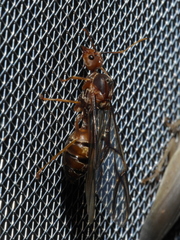 Oecophylla longinoda