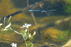 Coenagrion puella