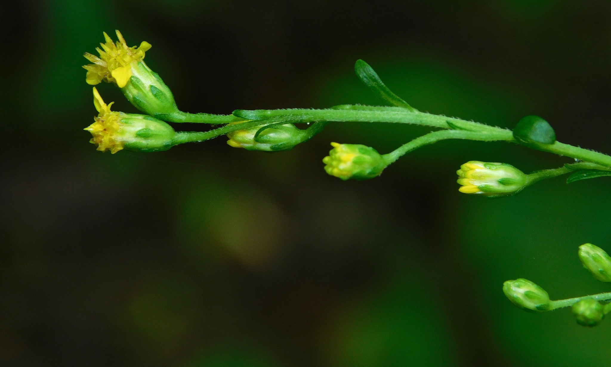 Solidago arguta var. caroliniana