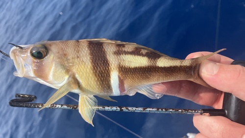 Phoebe (Serranus phoebe) — Serranidae — 5