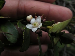 Symplocos theiformis