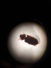 Namunaria pacifica
