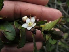 Symplocos theiformis