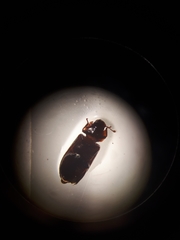 Namunaria pacifica