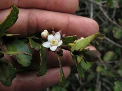 Symplocos theiformis