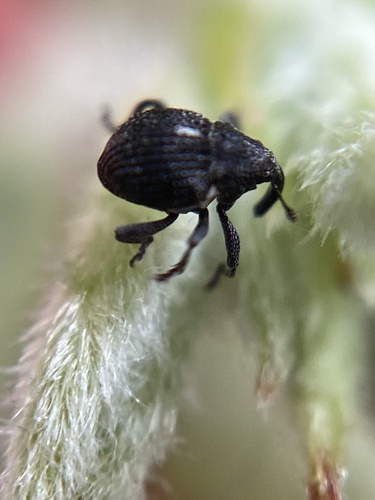 Rutidosoma graminosum