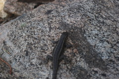 Sceloporus graciosus gracilis