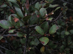 Symplocos theiformis