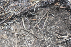 Californiulus yosemitensis