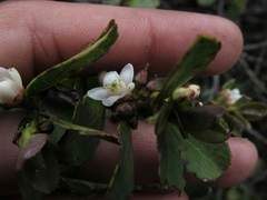 Symplocos theiformis