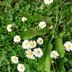 Bellis perennis