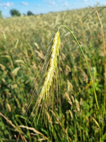 rye