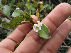 Symplocos theiformis