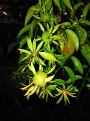 Pereskia aculeata