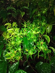 Pereskia aculeata