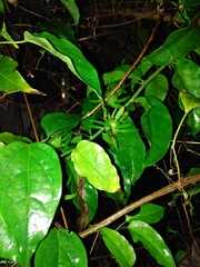 Pereskia aculeata