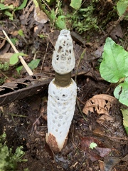 Staheliomyces cinctus