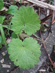 Glechoma hederacea
