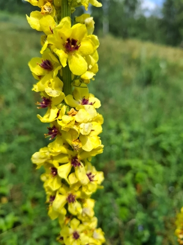 Dark mullein (Verbascum nigrum)