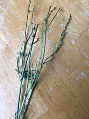 Polygonella articulata