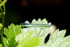 Coenagrion puella