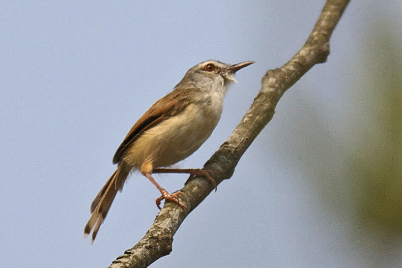 Rufescent Prinia