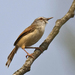 Rufescent Prinia - Photo (c) Vijay Anand Ismavel, some rights reserved (CC BY-NC-SA)