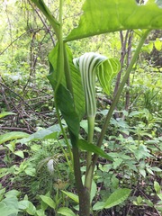 Arisaema stewardsonii