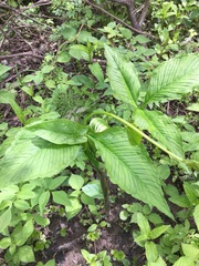 Arisaema stewardsonii