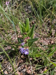 Scutellaria brittonii