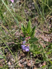 Scutellaria brittonii