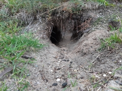 Oryctolagus cuniculus cuniculus