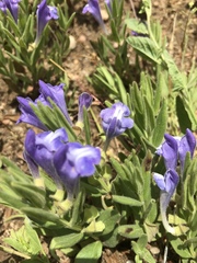 Scutellaria brittonii