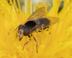 Anasimyia bilinearis
