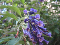 Iochroma cyaneum