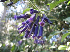Iochroma cyaneum