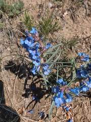 Penstemon angustifolius