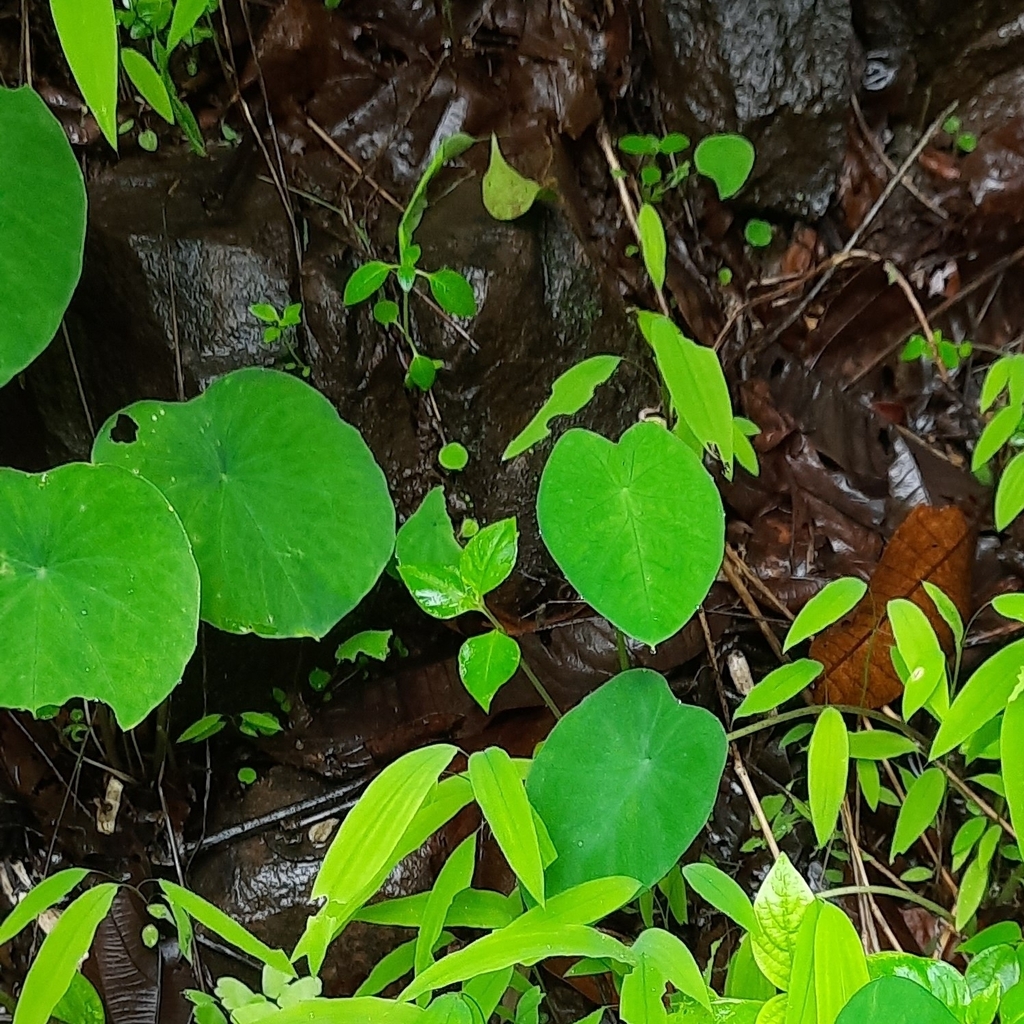 Ariopsis peltata; photograph (c) Sayee Girdhari, some rights reserved (CC BY)