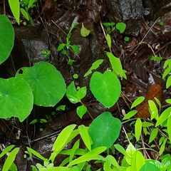 Ariopsis peltata
