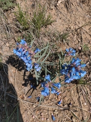 Penstemon angustifolius