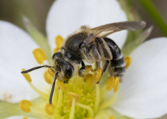 Andrena nasonii