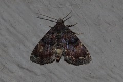 Metalectra richardsi