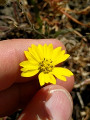 Hemizonia congesta lutescens