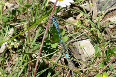 Coenagrion scitulum