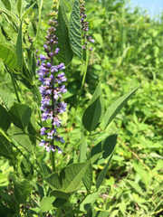 Orbexilum onobrychis