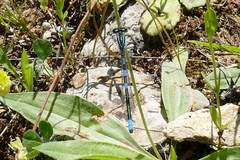 Coenagrion scitulum