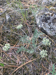 Lomatium macrocarpum