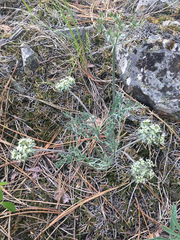 Lomatium macrocarpum