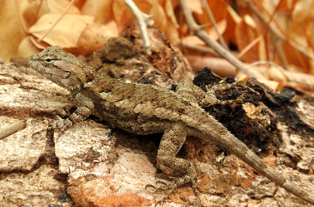 Southern Clark's Lizard