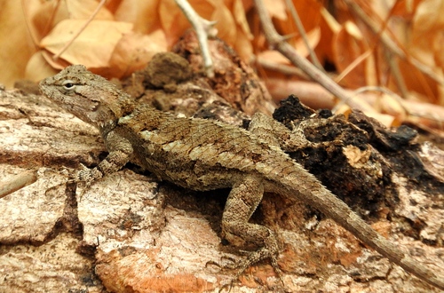 Southern Clark's Lizard